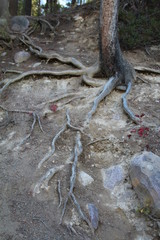 The Root System Of A Tree, Jasper National Park, Alberta