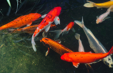 Beautiful red black white and orange colorful Koi fish in the water canal