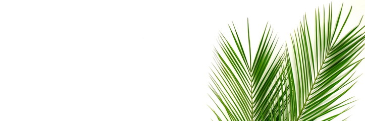 Banner tropical green palm leaves , branches pattern frame on a white background. top view.copy space.abstract.