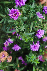 beautiful purple white and pink color flowers in the green parks outdoor