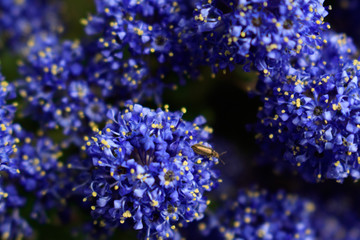 Fototapeta na wymiar Blue indigo floral background. Macro shoot of California lilac visited by insect.