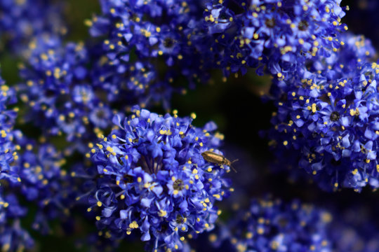 Indigo Plant Images – Browse 21,314 Stock Photos, Vectors, and Video |  Adobe Stock