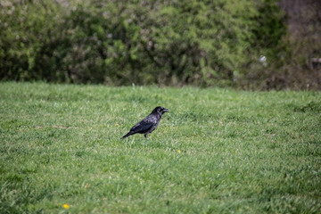 schwarze Saatkrähe auf der Wiese