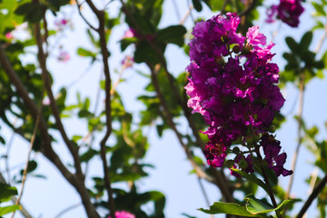beautiful purple white and pink color flowers in the green parks outdoor
