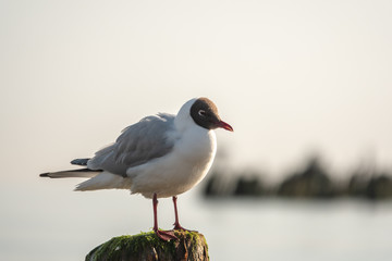 a seagull sitting on a pole on the beach of the Baltic Sea