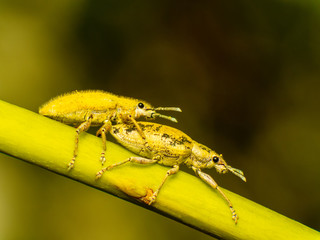 Gold Dust Weevil hypomeces squamosus fabricius 