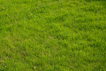  Green grass background