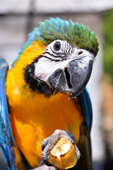 A beautiful Blue and yellow baby macaw Parrot