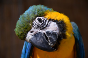 A beautiful Blue and yellow baby macaw Parrot