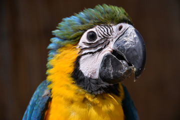A beautiful Blue and yellow baby macaw Parrot