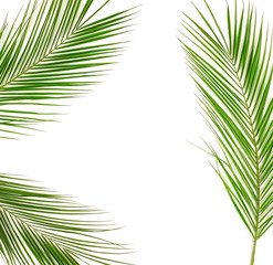 tropical green palm leaves , branches pattern frame on a white background. top view.copy space.abstract.