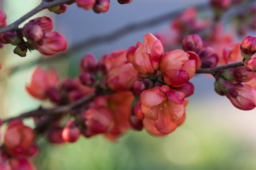 red chaenomeles japonica, Maule's quince quince flowers on twig