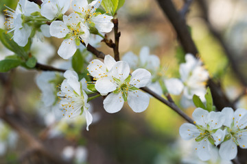 blossom of mirabelle plum macro
