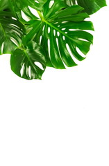 Fototapeta na wymiar Green leaves tropical monstera isolated on white background top view. Copy space