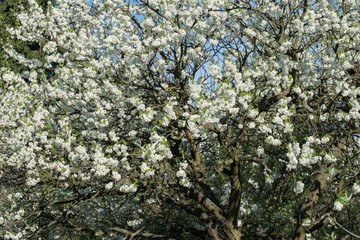 spring blossom of mirabelle plum