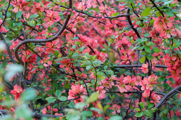 red chaenomeles japonica, Maule's quince quince flowers on twig