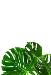 Fototapeta na wymiar Green leaves tropical monstera isolated on white background top view. Copy space