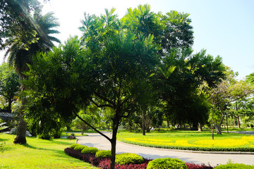 Fototapeta premium Beautiful green tree, plants, forest and flowers in the outdoor gardens and parks