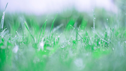 Beautiful nature background, fresh grass and water drops