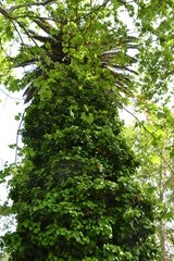 Fototapeta premium green leaves of a tree