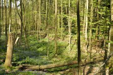 Hêtre brisé dans l'un des vallons de la forêt du Hallerbos près de Halle