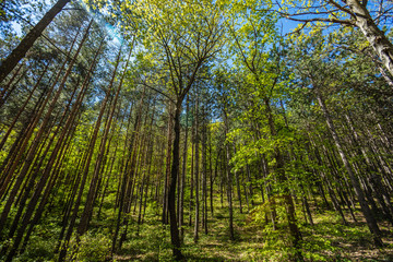 green spring forest ,fresh green color