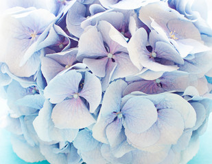 Fototapeta na wymiar Fresh blue hydrangea flower close up. Macro flower