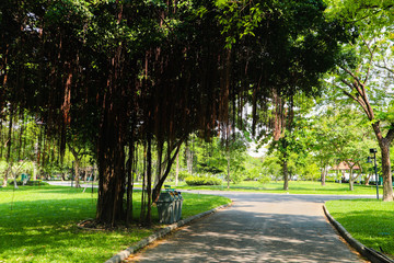 Beautiful green tree, plants, forest and flowers in the outdoor gardens and parks