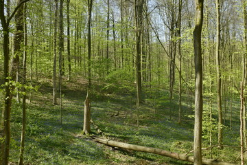 Forêt de hêtres fins au printemps ,au Hallerbos près de Halle