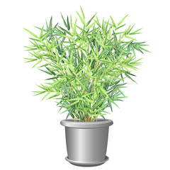Bamboo plant in pot. Realistic vector illustration on white background for house and office interior design.