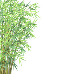 Bamboo with copyspace. Realistic vector illustration on white background for card, banner and poster design.