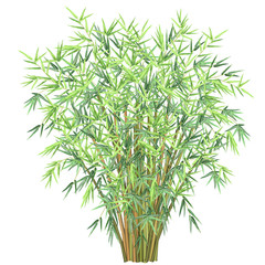 Bamboo. Realistic vector illustration of bunch of bamboo branches isolated on white background.