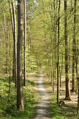 Chemin sous le feuillage luxuriant des jeunes hêtres et d'autres arbres au bois de Hallerbos près de Halles