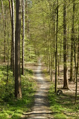 Obraz premium Chemin sous le feuillage luxuriant des jeunes hêtres et d'autres arbres au bois de Hallerbos près de Halles