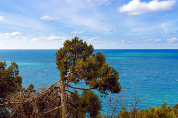 Evergreen juniperus high  is  coniferous plant of the genus Juniper cypress family on rocks in grove