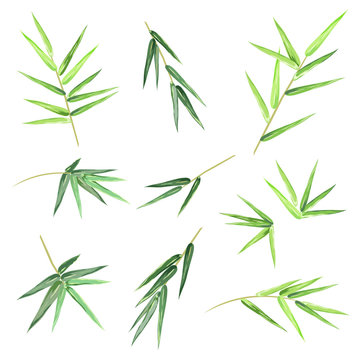 Bamboo leaves. Set of hand drawn vector sketches on white background for decorative design.