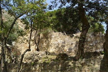 tree on the rock