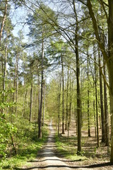 Chemin sous le feuillage luxuriant des jeunes hêtres et d'autres arbres au bois de Hallerbos près de Halles