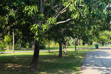 Beautiful green tree, plants, forest and flowers in the outdoor gardens and parks