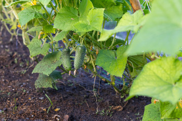 close up of Cucumber(Cucumis sativus) in the garden