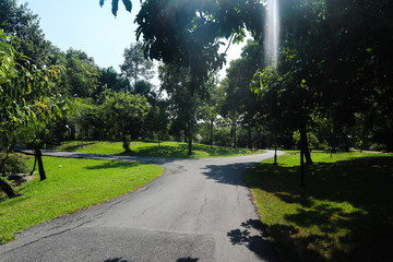 Beautiful green tree, plants, forest and flowers in the outdoor gardens and parks