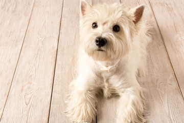 West highland white Terrier lying on a wooden floor. Close up.