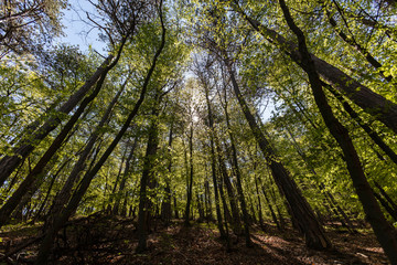 green spring forest ,fresh green color