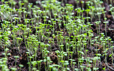 seedbed of greens