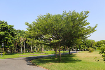 Beautiful green tree, plants, forest and flowers in the outdoor gardens and parks