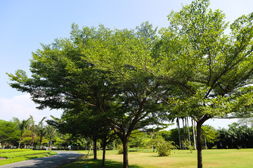 Beautiful green tree, plants, forest and flowers in the outdoor gardens and parks