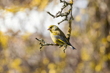 Naklejka premium Grünfink in Frühlingssonne