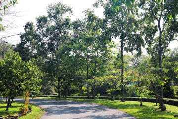 Beautiful green tree, plants, forest and flowers in the outdoor gardens and parks