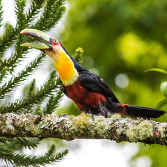 Tucano-de-bico-verde