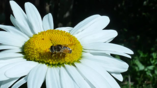 Fly or bottle fly insect sitting on chamomile flower